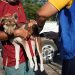 Volta Redonda realiza última etapa da vacinação antirrábica neste sábado
