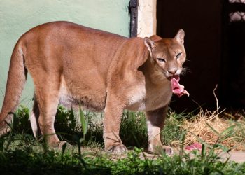 Parque Zoológico Municipal de Volta Redonda completa 45 anos