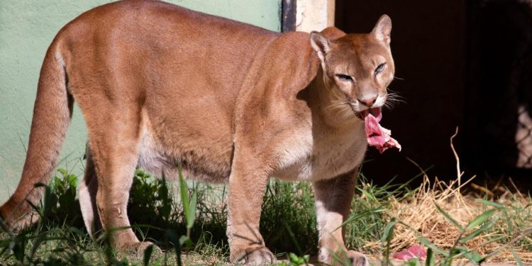 Parque Zoológico Municipal de Volta Redonda completa 45 anos