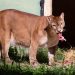 Parque Zoológico Municipal de Volta Redonda completa 45 anos
