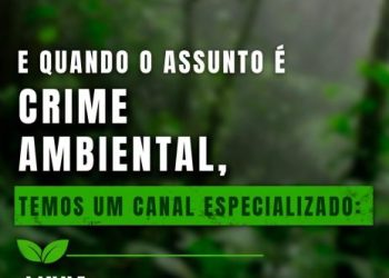 Denúncias de crimes ambientais aumentam no RJ