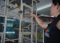 Volta Redonda apreende 309 animais em operação contra irregularidades em lojas