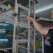Volta Redonda apreende 309 animais em operação contra irregularidades em lojas