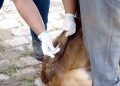 Barra Mansa inicia vacinação antirrábica na zona rural