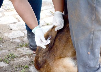 Barra Mansa inicia vacinação antirrábica na zona rural
