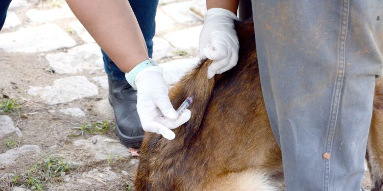 Barra Mansa inicia vacinação antirrábica na zona rural