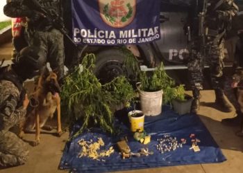 PM apreende cocaína, maconha e pés de cannabis em área de mata em Barra Mansa