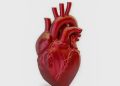 Uma pessoa morre por doença cardiovascular no país a cada 72 segundos