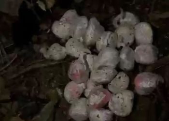 Homem é preso com mais de 2 kg de drogas em Piraí
