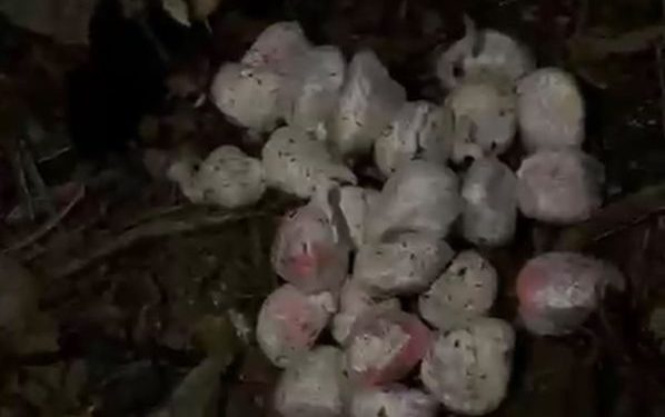 Homem é preso com mais de 2 kg de drogas em Piraí