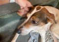 Homem é detido em flagrante por maus-tratos a animais em Barra Mansa