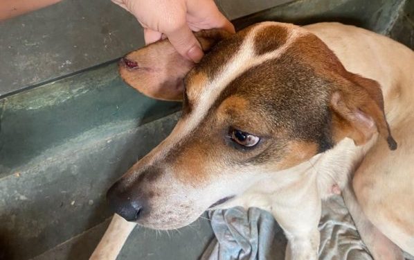 Homem é detido em flagrante por maus-tratos a animais em Barra Mansa