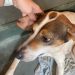 Homem é detido em flagrante por maus-tratos a animais em Barra Mansa