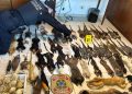 PF prende suspeitos de tráfico internacional de ovos de aves silvestres