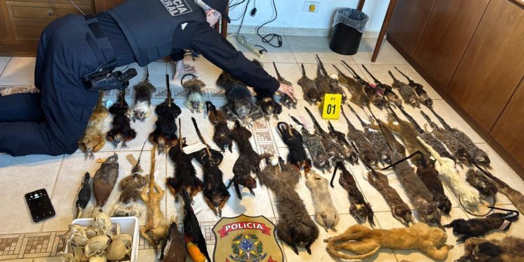 PF prende suspeitos de tráfico internacional de ovos de aves silvestres
