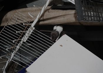 Operação apreende 68 animais em agropecuária de Volta Redonda