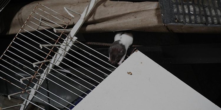Operação apreende 68 animais em agropecuária de Volta Redonda